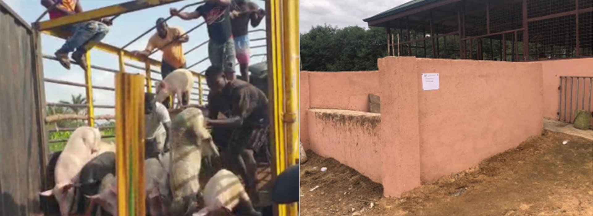 WACPAW, In Collaboration With EonA, Constructed A Ramp At The Olive Abattoir In Gbawe (Ghana) To Reduce Injuries Among Pigs During Off-Loading