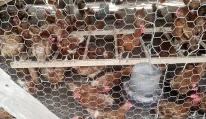 Read more about the article Inspection of a Poultry Farm in Sunyani