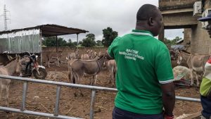 Read more about the article Echoes of Compassion: Transforming Animal Welfare in Bolga, Ghana